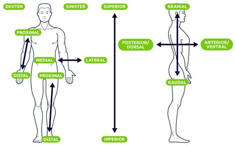 Anatomische Lage Und Richtungsbezeichnungen Pflegerio