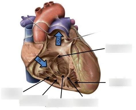 Right Ventricle Diagram Quizlet