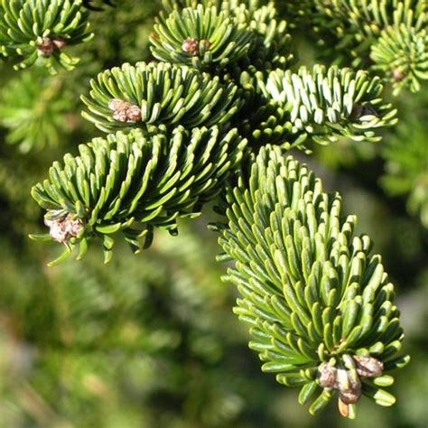 Abies Fraseri Fraser Fir Description