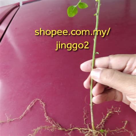 Pokok Kucing Galak Akar Segar Shopee Malaysia