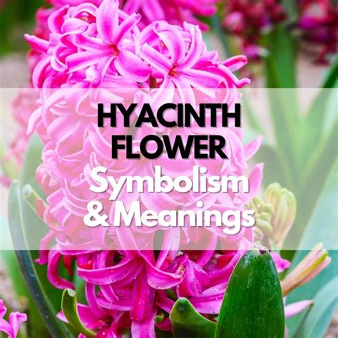 Hyacinth Flower: Symbolism, Meanings, and History - Symbol Genie