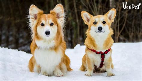 mua cho corgi thuan chung dep uy tin nhat tphcm
