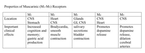 Additional Receptors And Beta Blocks Flashcards Quizlet