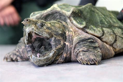 Alligator Snapping Turtle Bite Force Psi - The 1st page is at pumps: