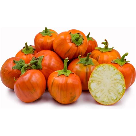 Turkish Orange Eggplant Seeds Solanum Aethiopicum Prijs