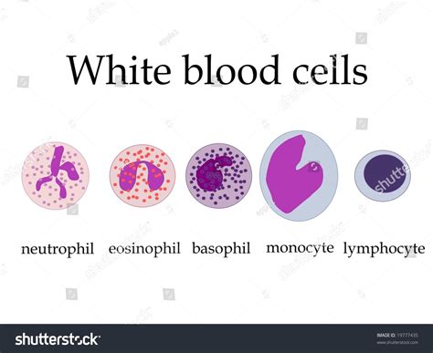 White Blood Cells Stock Illustration 19777435 - Shutterstock