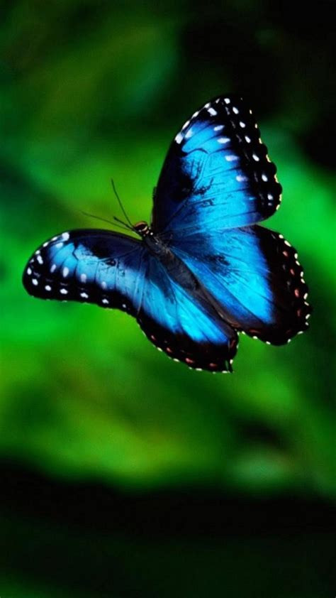 3d Butterfly Wallpaper 59 Images