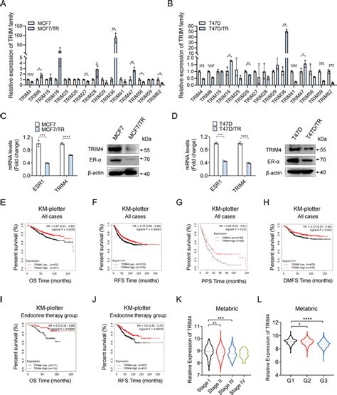 Trim Is Downregulated In Tamresistant Breast Cancer Cells And Is