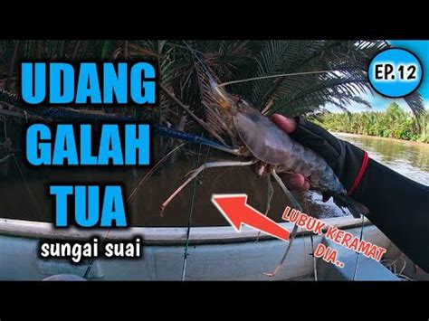 Memancing Udang Galah Borneo EP 12 Sungai Suai Udang Galah Tua YouTube