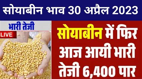 सोयाबीन भाव 28 अप्रैल 2023 सोया प्लांट भाव लाइवsoya Plant Youtube