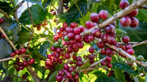 Optimizing Coffee Orchard Management A Month By Month Garden