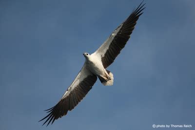 Foto Wei Bauchseeadler Fl Gelspannweite Thomas Reich Bilderreich