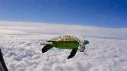 "turtle" Meme Templates - Imgflip