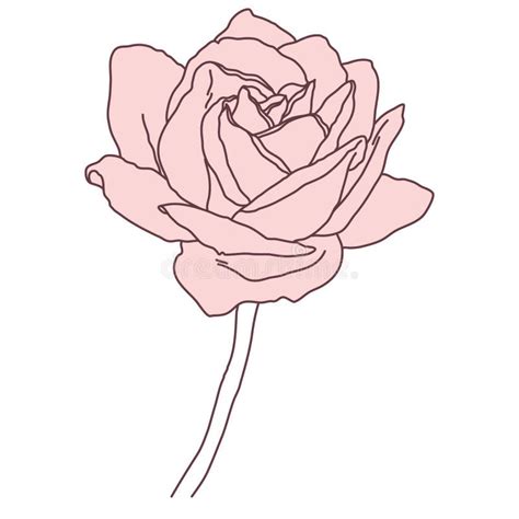 Rose Flower In Bloom With Stem Line Filled Pink Color Illustration