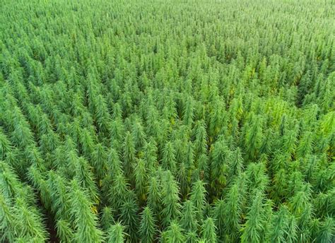 Premium Photo | Aerial view of large cannabis marijuana fields at sunset