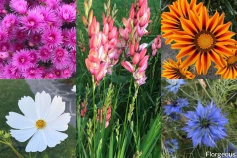 Top 21 Types of Wildflowers You Can Grow | Florgeous