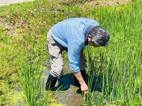 杉尾ひでや 参議院議員 長野県選出 On Twitter 池田町から高山村に移動して今年の春に田植えした田んぼで草取りを手伝いました。以前