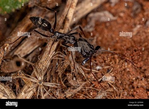 Adult Trap Jaw Ant Of The Genus Odontomachus Stock Photo Alamy