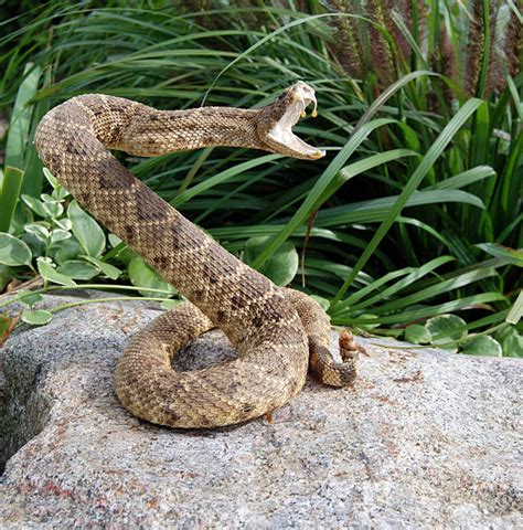 Snake Pictures, Images and Stock Photos - iStock