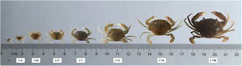 Frontiers Evidence Of Sex Differentiation Based On Morphological