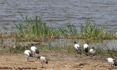 The Ibis, the Sacred Bird of Ancient Egypt – African Heritage