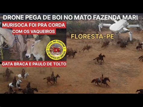 Drone Pega De Boi No Mato Fazenda Mari Floresta Pe Org Flavio Monteiro