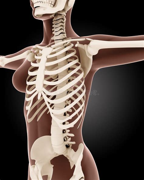 Female Medical Skeleton Stock Illustration Illustration Of Pain