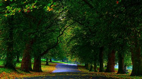 Nature Landscape Trees Forest Wood Branch Leaves Path Grass Hdr Hd