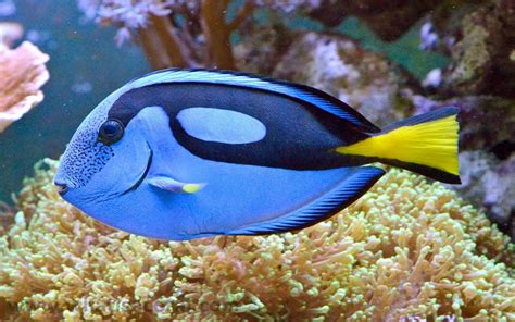 Image - Paracanthurus hepatus.jpeg | Beast Wars Transformers Wiki ...