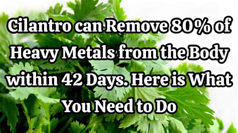 Cilantro Can Remove Of Heavy Metals From The Body Within Days