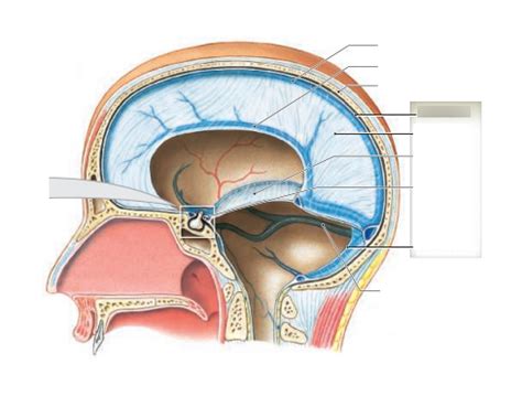 brain membranes Diagram | Quizlet