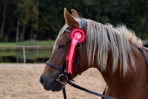 Images Gratuites Champ Animal été Portrait Rouge Montrer Marron