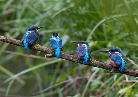 Kingfisher Chicks Kingfisher Common Kingfisher Beautiful Birds