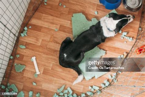 Dog Tearing Up Bed Photos And Premium High Res Pictures Getty Images