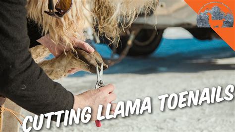 Trimming Llama Toenails Ep61 Llama Life Youtube