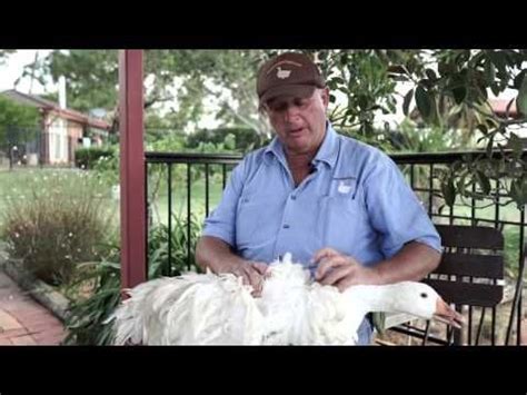 Breeding the Ultimate Goose: Smooth vs Curly Breasted Sebastopol Geese