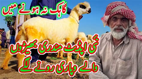 Mundra Chatra Dera Ghazi Khan Ki Mandi 03314765253 Mundra Goat Farm