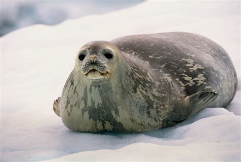 Weddell Seals: All you need to know about these lovely creatures.