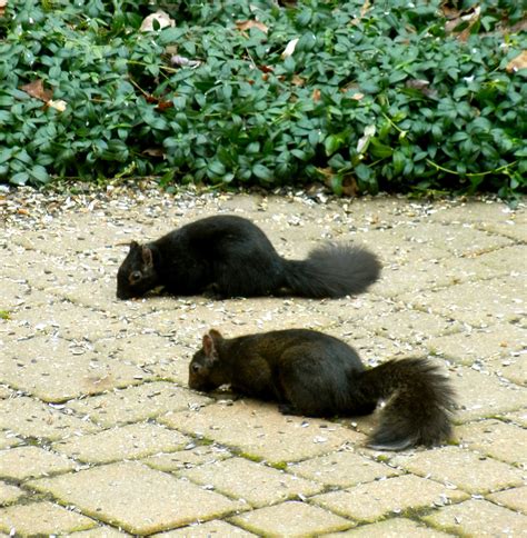 a curious gardener: our black squirrels