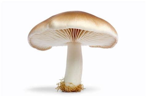 Premium Ai Image Edible Mushroom Isolated On White Background