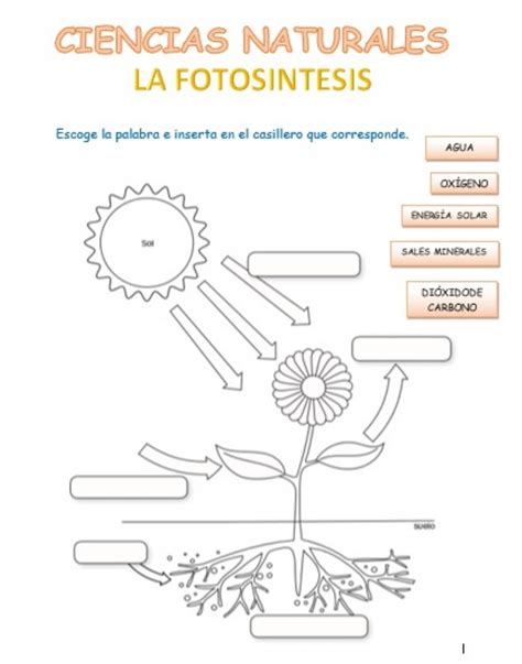 Fotosintesis online pdf exercise Actividades de fotosíntesis