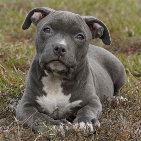 Blue Female Pitbull Blue Nose Pitbull Puppy Champagne Carrier