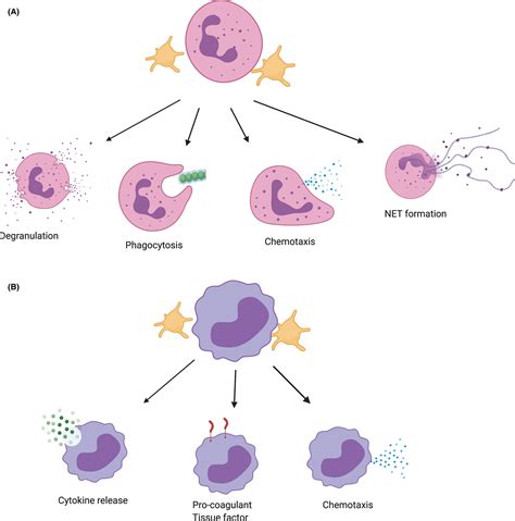 The Role Of Platelets In Sepsis Shannon 2021 Research And