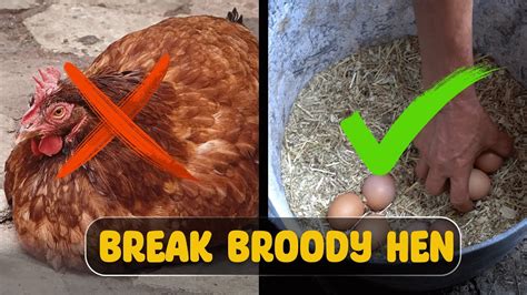 Easy Methods How To Break Broody Hen How To Stop A Broody Hen Youtube