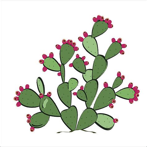 Royalty Free Nopal Clip Art Vector Images And Illustrations Istock