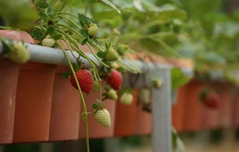 Know About Growing Strawberries Indoors Pots Gardening S Core