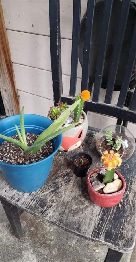 Me And My Husband Are Brand New To The Succulent Life And Need Help