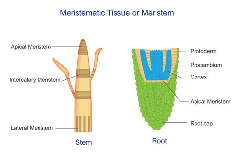 Meristematic Tissue In Plants Diagram