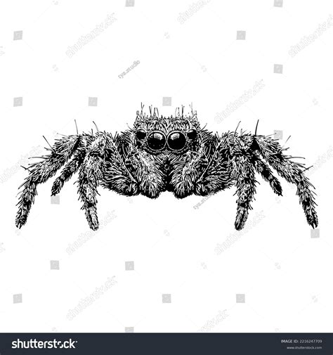 Jumping Spider Hand Drawing Vector Illustration Stock Vector (Royalty Free) 2216247709 ...