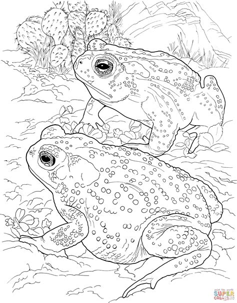 Sonoran Desert Toad Coloring Page Free Printable Coloring Pages